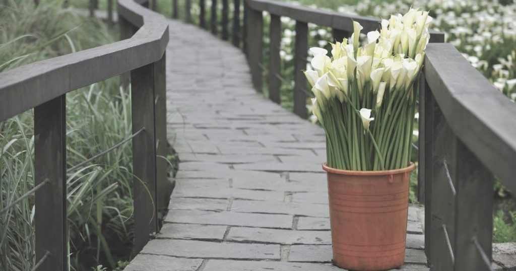 bucket of calla lilies on a path
