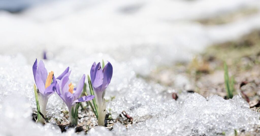 purple flowers peeking through the ground covered with snow