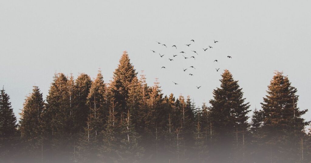 Blog post featured image | Career Change: 7 Mindset-Shifting Actions To Help You Embrace Abundance Beyond Money | Birds migrating for winter flying over spruce trees