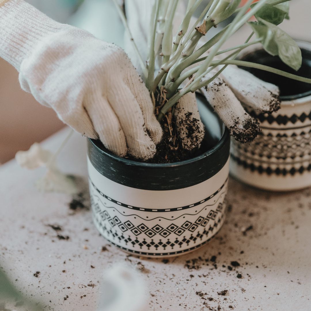 Repotting plant in white and black pot | Blog featured image